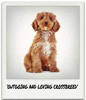 best clippers for cavapoo