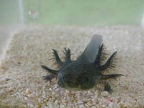 Amazon ウーパールーパー ブラック 美個体 ブリーダー倶楽部 観賞魚 水中生物 通販