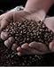 Export Line Premium OMA Coffee Bean 100% Colombian, 500g