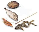 Specimen Set - Zoology (6 Medium Specimens)