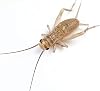 OVIPOST Live Crickets 1/4