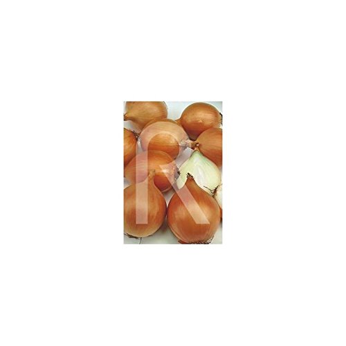 Rocalba - Semilla de cebolla valenciana: Amazon.es: Jardín
