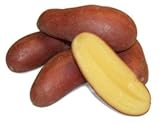 fingerlings rose
