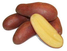 fingerlings rose