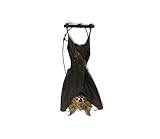 Real Taxidermy Bat | Hanging Intermediate Roundleaf Bat 3