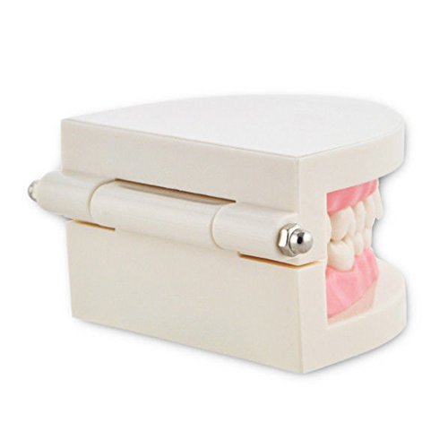 Baoblaze Teeth Teaching Model for Child Oral Tooth Care Model Adult Teeth Gums - Thumbnail 5