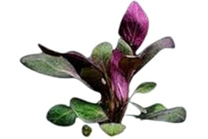 CANTON AQUATICS Dwarf Cardinal Plant (Lobelia Cardinalis) - Beautiful Colures - Versatile Plants - Mid-Ground Positioning - All Natural & Organic Aquatic Plant - Long Lasting & Easy to Care - Bunch