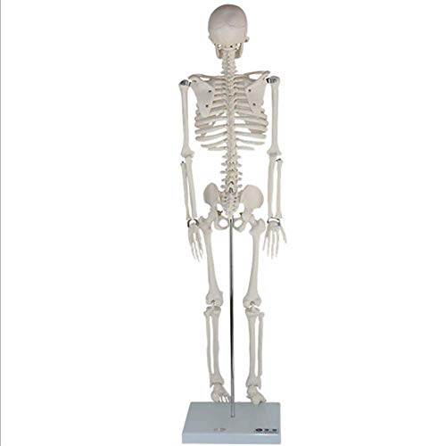 ZQDL 85CM Human Skeleton Model with Spine Nerve Medical Teaching Equipment PVC Environmental Protection Material