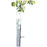 Amazon.com : Tree Pro 48