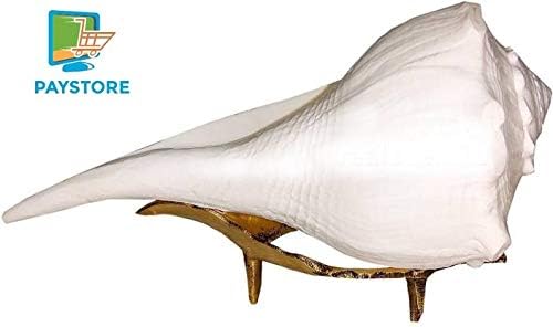 PAYSTORE Dakshinavarti Shankh Natural with Brass Stand White 3 Inch Small Shank/Laxmi Pooja Shankh (White)