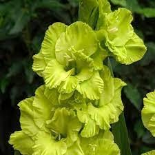 FernsFly IMP. Sword lily Gladiolus | Gladiola | Gladioli Flower Bulbs Home Outdoor Flowering Gardening Bulbs Blooming planting (Pack of 17 The Multi Mix)