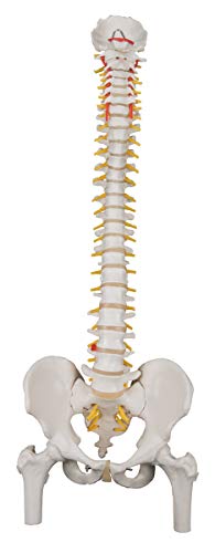 3B Scientific A58/2 Classic Flexible Spine Femur Heads - 3B Smart Anatomy - Thumbnail 6