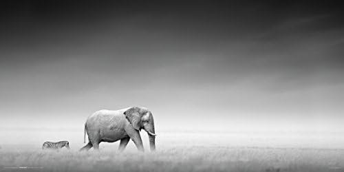 Elephant and Zebra Animal Africa Wildlife Photography Decorative Art Poster Print