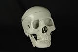 Halloween Budget Life-Size Human Skull - Fourth Quality (Item # CS204)