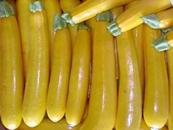 Amazon Co Jp 25ゴールデンズッキーニの夏のカボチャ18 すべての非gmo家宝の野菜の種 ホーム キッチン