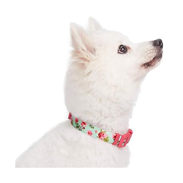 scent bark collar
