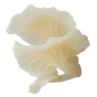 image for Kitan Club Luminous Mushroom Plastic Toys - Magnetic and Glow-in-the-D