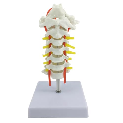 Occipital Vertebral Artery Spinal Nerves Cervical Spine Model Spinal Nerve Model Human Cervical Model with Neck Artery Teaching Model