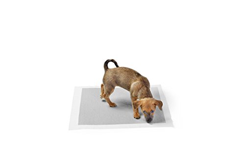 AmazonBasics Regular Carbon Pet Dog and Puppy Training Pads - Pack of 80, 22 x 22 Inches - //medicalbooks.filipinodoctors.org