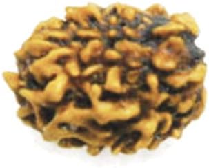 Numeroastro Original & Natural 3 Mukhi Rudraksha Bead For Strength & Power