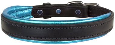Perri's LeatherMetallic Padded Leather Dog Collar, Small, Black/Turquoise