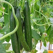 Cucumber F1 'Burpless Tasty Green' Seeds. Approx - 20.