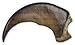 Skulls Unlimited International American Black Bear Claw (Medium - 5cm) (Museum Quality Replica)