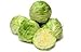 CABBAGE FRESH GREEN PRODUCE FRUIT VEGETABLES FROM FLORIDA EACH HEAD (1)