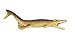 Safari Ltd. Wild Safari Dinosaur and Prehistoric Life Plesiosuchus