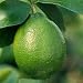 2-3 Year Old (2-3 Ft) Persian Lime Tree