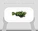 Cilantro, 1 Bunch