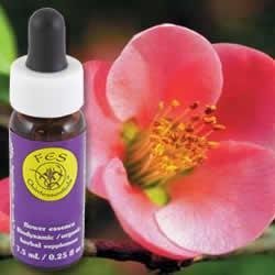 Flower Essence Services Essence, Quince, 0.25 Ounce by Flower Essence Services