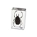 Antler Horned Beetle Paperweight (1 1/8 x 1 3/4 x 3/4