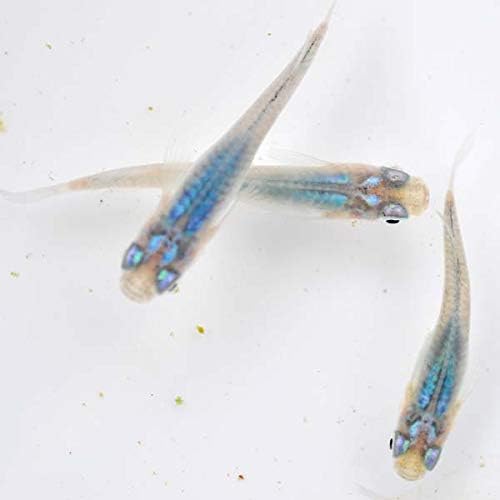 Amazon マリンブルーめだか 稚魚 Ss Sサイズ 5匹セット 深海 生体 めだか物語 観賞魚 水中生物 通販