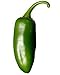 400 HOT JALAPENO PEPPER Capsicum Annuum Vegetable Seeds