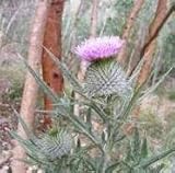 Herb Seeds - Scottish Thistle - 100 Seeds