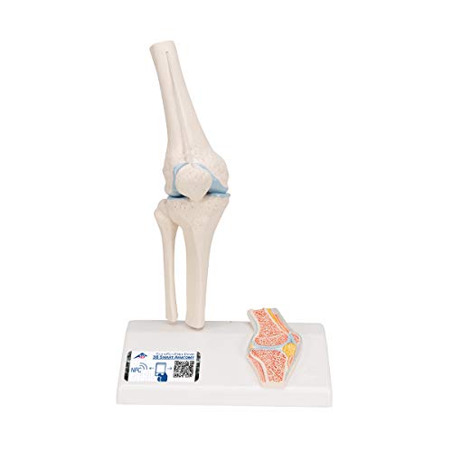 3b scientific a85 / 1 mini articulación de rodilla con sección transversal de hueso en la base - 3b smart anatomy