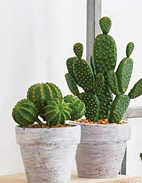 Raz Small Realistic Artificial Faux Cactus Potted Plant Set, 1 Prickly Pear Cactus & 1 Barrel Cactus in 4 inch White Wash Painted Ceramic Pots, Set of 2 | 9" Tall | Modern BOH