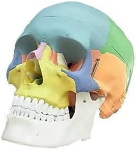 頭蓋骨 可動式頭蓋模型 顎関節も再現 各部位配色 歯科耳鼻科眼科等に 歯模型 骨格 分解可能 実物大 頭蓋骨模型 Bxh 1 640円 大人気 New Arrival 最安値挑戦 年中無休 高品質 通販