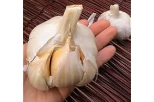 DAYLILY NURSERY Elephant Garlic 2 Huge Bulbs! Great for Fall Planting! Non GMO Milder Tasting Garlic