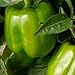 Clovers Garden California Wonder Bell Pepper Plant – Non-GMO - Two (2) Live Plants – Not Seeds – Each 4" to 7" Tall - In 3.5 Inch Pots - Clovers Garden Copyrighted Planting Guide Included