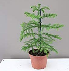 Greenhomecare Live Araucaria Norfolk Pine Or Andes Pine Dwarf With Free Pot Amazon In Garden Outdoors