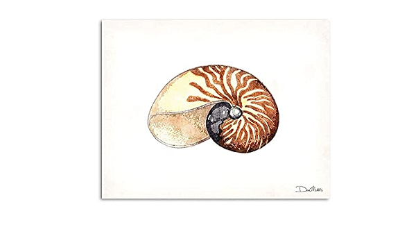 Amazon Com Watercolor Nautilus Shell Coastal Art Print By Dan Morris Handmade Products