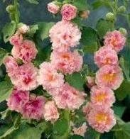 Suffolk Herbs - Hollyhock, Chaters Rose Pink