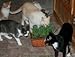 Renee's Garden Seeds Cat Treats, Gourmet, Mixed Greens