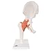 3B Scientific A81 Functional Hip Joint - 3B Smart Anatomy