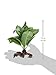 Fluval Stemped Anubias Plant for Aquarium, 7-Inch