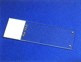 Download Superfrost® Plus Gold Slide, 25/BX Download Superfrost® Plus Gold Slide, 25/BX