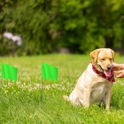 Zozen 50Pack Green Marking Flags, Writable/15x4x5