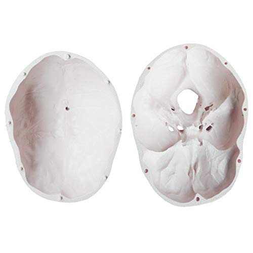 5 RONTEN+Anatomical+Removable+Articulated+Teeth%25EF%25BC%258C7+2x4+2x4+95in